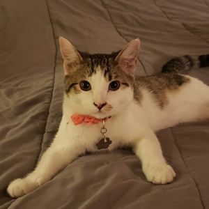 Meet your Posher, Rachel